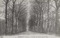 Carte postale noir et blanc montrant une allée bordée d'arbres.